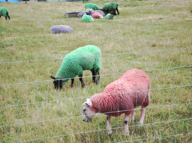 latitudesheep.JPG (104582 bytes)